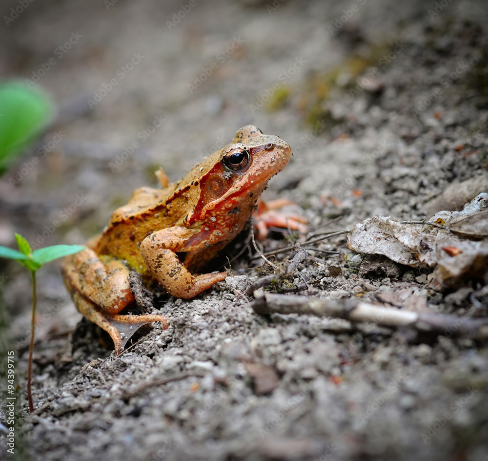 Obraz premium Common brown frog (Rana temporaria)