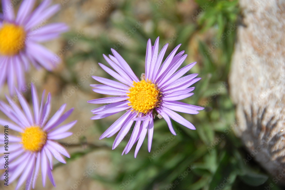 Purple daisy (Dimorphotheca) flower Purple daisy (Dimorphotheca) flower