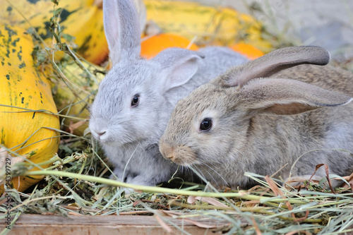Young rabbits on hay with pumpkins