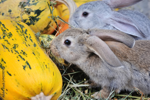 Young rabbits on hay with pumpkins