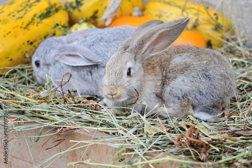 Young rabbits on hay with pumpkins