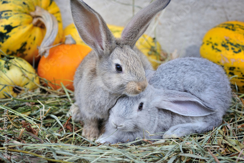 Young funny rabbits with pumpkins on hay
