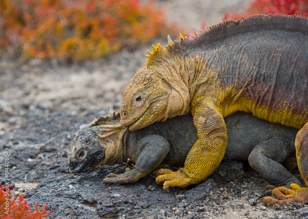 Fototapeta premium Two land iguanas in the mating season. Rare shot. Galapagos Islands. An excellent illustration.