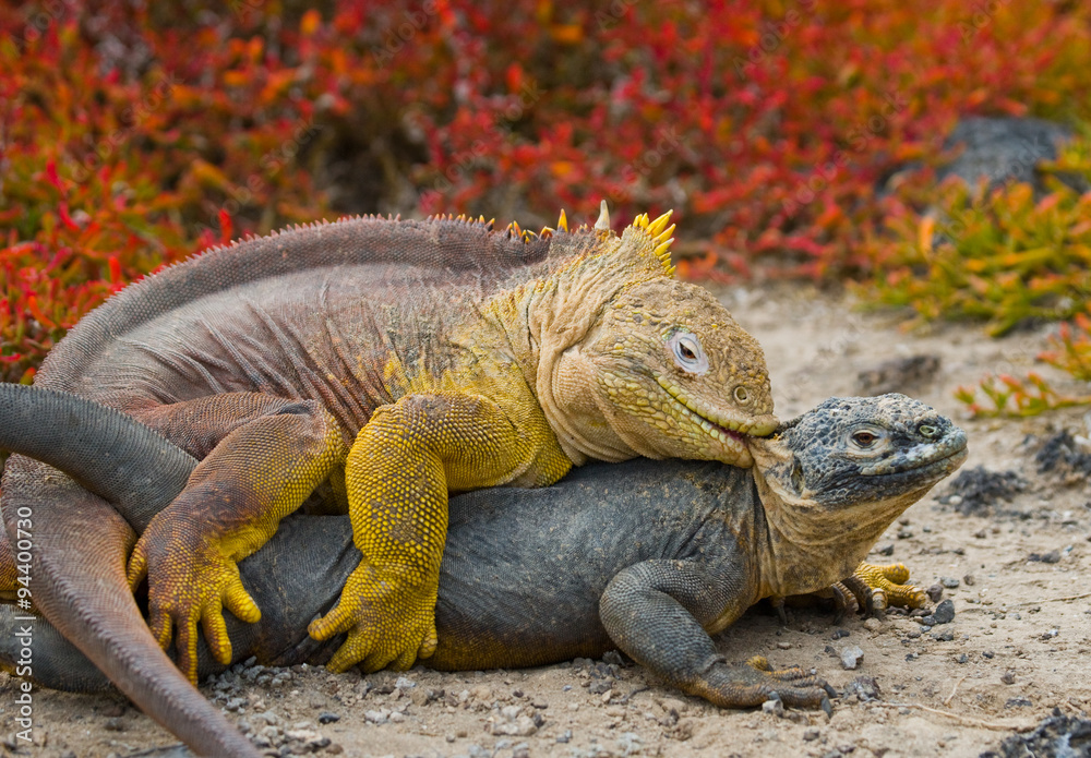 Two land iguanas in the mating season. Rare shot. Galapagos Islands. An excellent illustration. Two land iguanas in the mating season. Rare shot. Galapagos Islands. An excellent illustration.