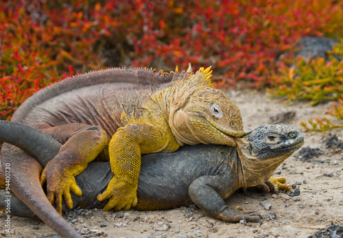 Two land iguanas in the mating season. Rare shot. Galapagos Islands. An excellent illustration. © gudkovandrey