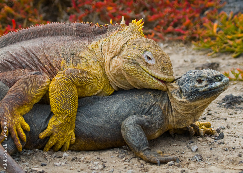 Two land iguanas in the mating season. Rare shot. Galapagos Islands. An excellent illustration. Two land iguanas in the mating season. Rare shot. Galapagos Islands. An excellent illustration.