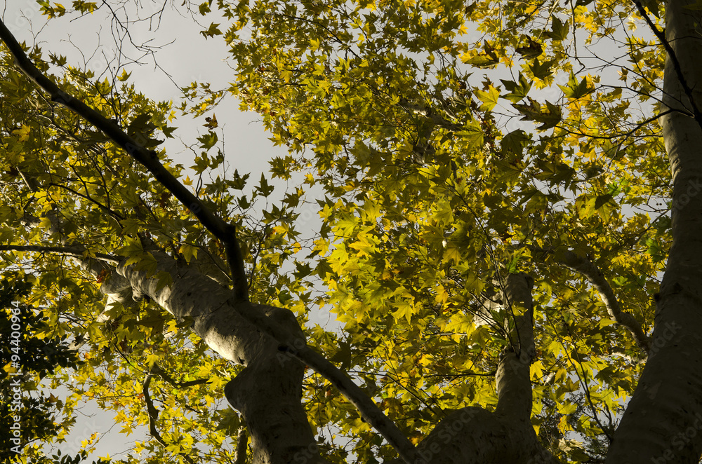 Fototapeta premium Sycamore