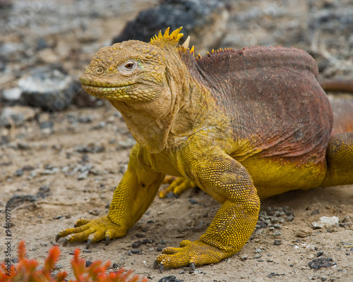 The land iguana sitting on the sand. Close-up. Galapagos Islands. An excellent illustration.