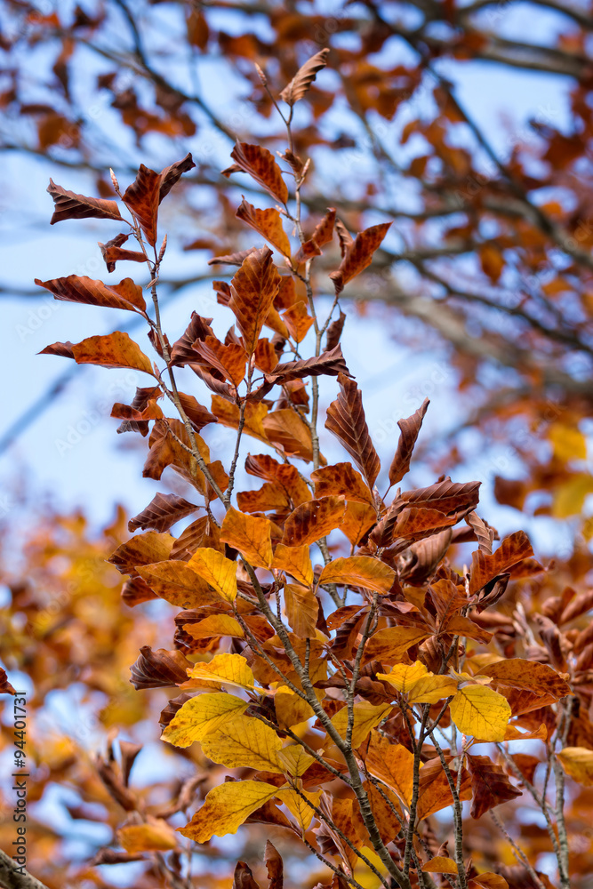 Autumn colors Autumn colors