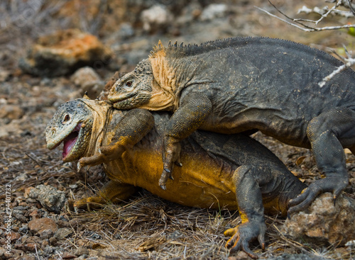 Two land iguanas in the mating season. Rare shot. Galapagos Islands. An excellent illustration.