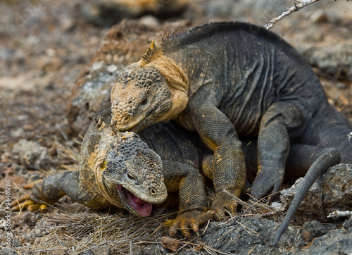 Two land iguanas in the mating season. Rare shot. Galapagos Islands. An excellent illustration.