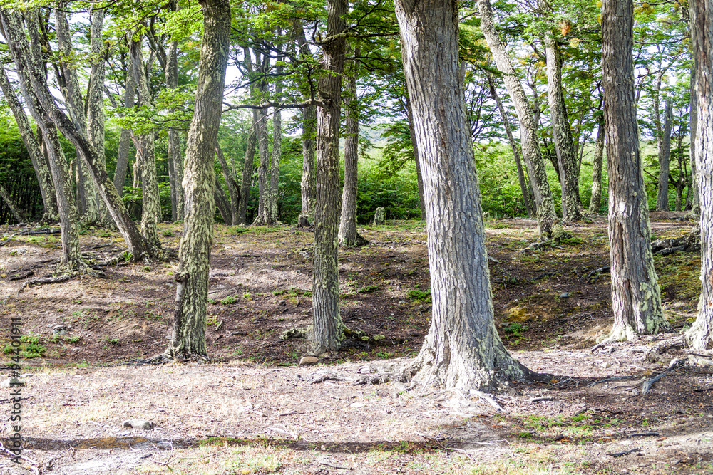 Fototapeta premium Forest in National Park Tierra del Fuego, Argentina