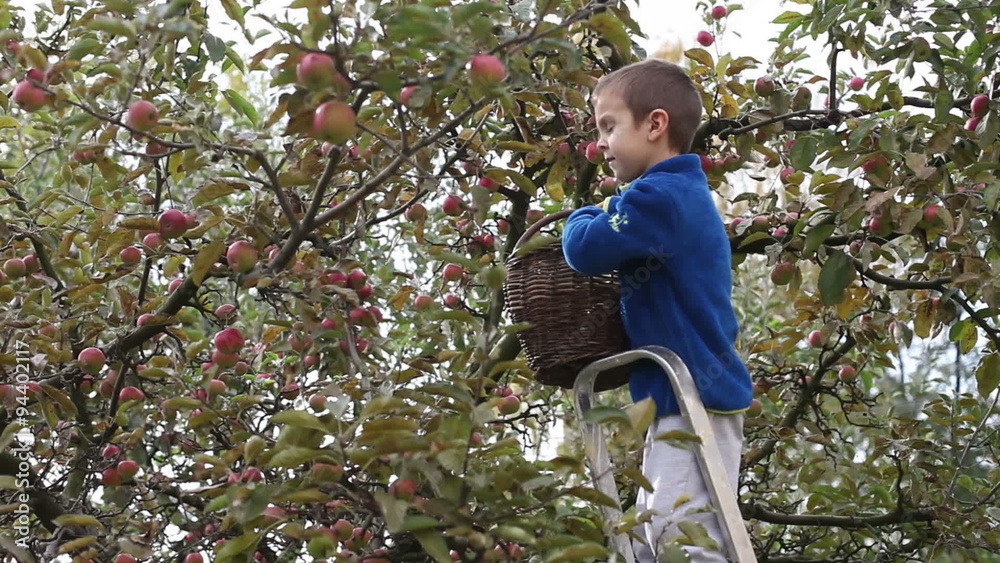 Little preschooler boy, helping with gathering and harvesting apples from apple tree, autumn time in domestic garden