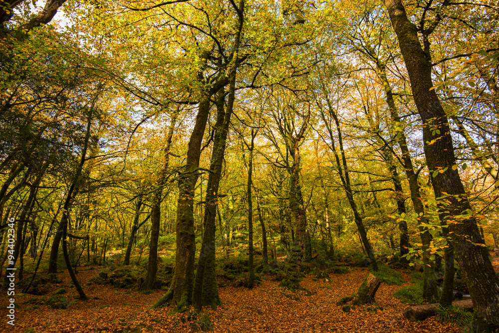 Fototapeta premium vibrant autumnal colours in woods