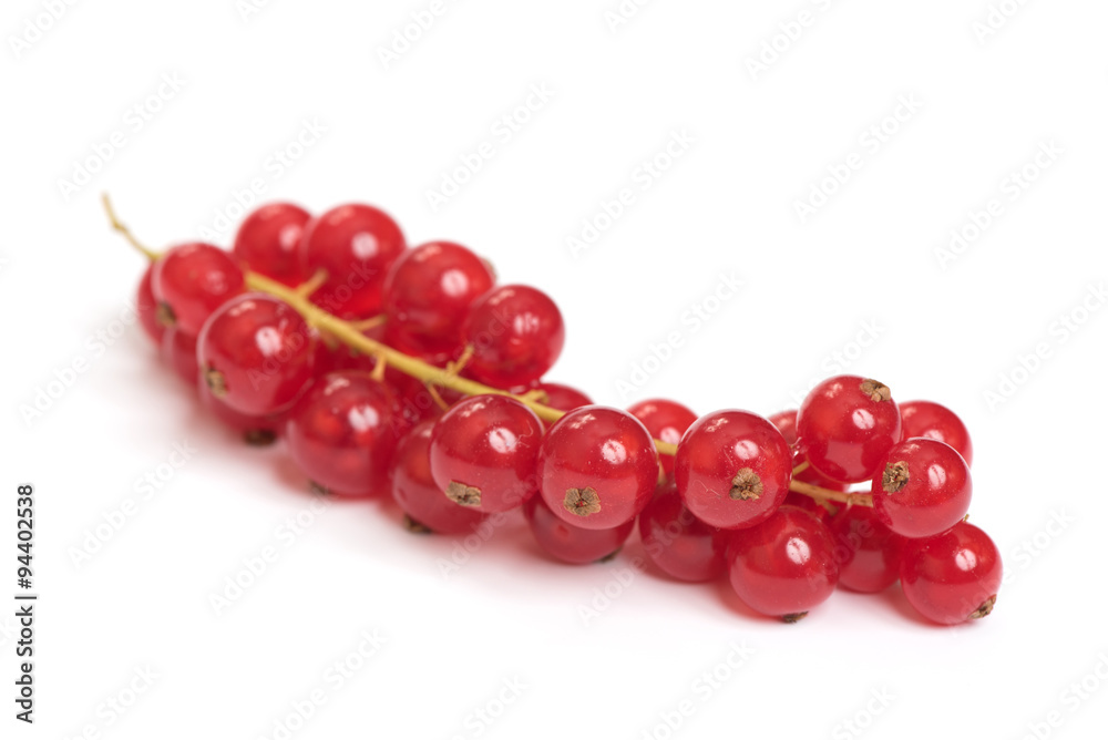 Red Currant Red Currant