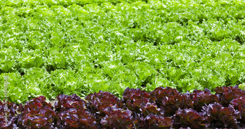 Salatbeet