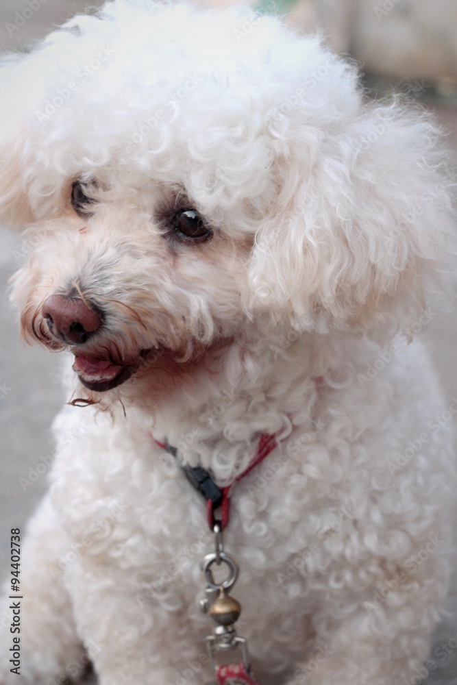 White poodle dog sitting staring. White poodle dog sitting staring.