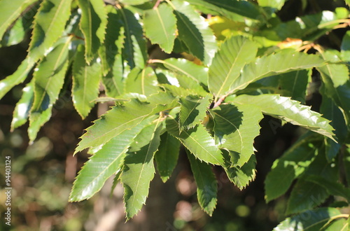 Several leaves of the sweet chestnut (Castanea sativa)