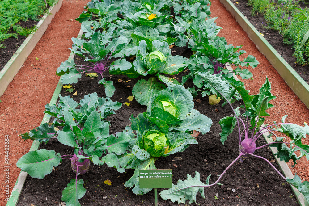 Nice vegetable patch with white cabbage and kale turnip Nice vegetable patch with white cabbage and kale turnip