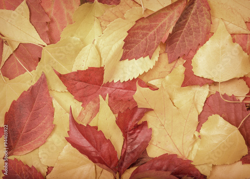 Multi-colored autumn leaves.