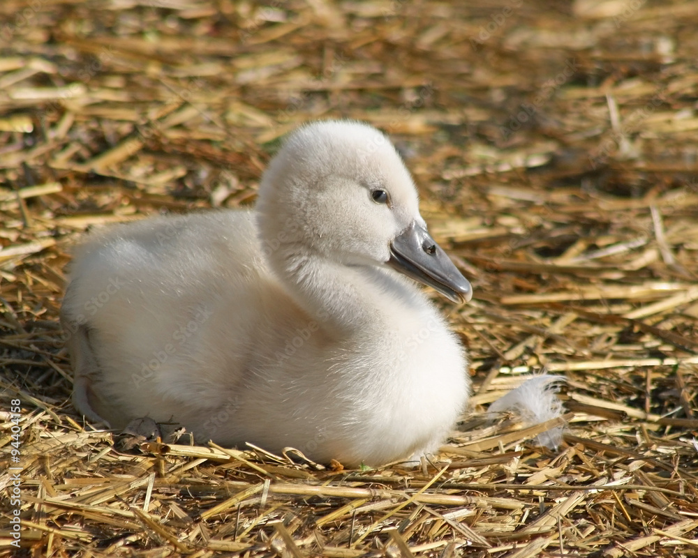 Adorable baby Mute Swan just 3 days old. Resting on bedding made of straw
Adorable baby Mute Swan just 3 days old. Resting on bedding made of straw