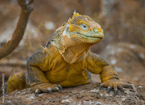 Portrait of land iguanas on the Galapagos. Islands. An excellent illustration. Close-up.
