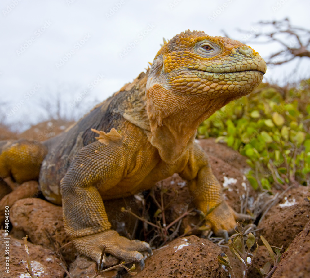 Portrait of land iguanas on the Galapagos. Islands. An excellent illustration. Close-up. Portrait of land iguanas on the Galapagos. Islands. An excellent illustration. Close-up.