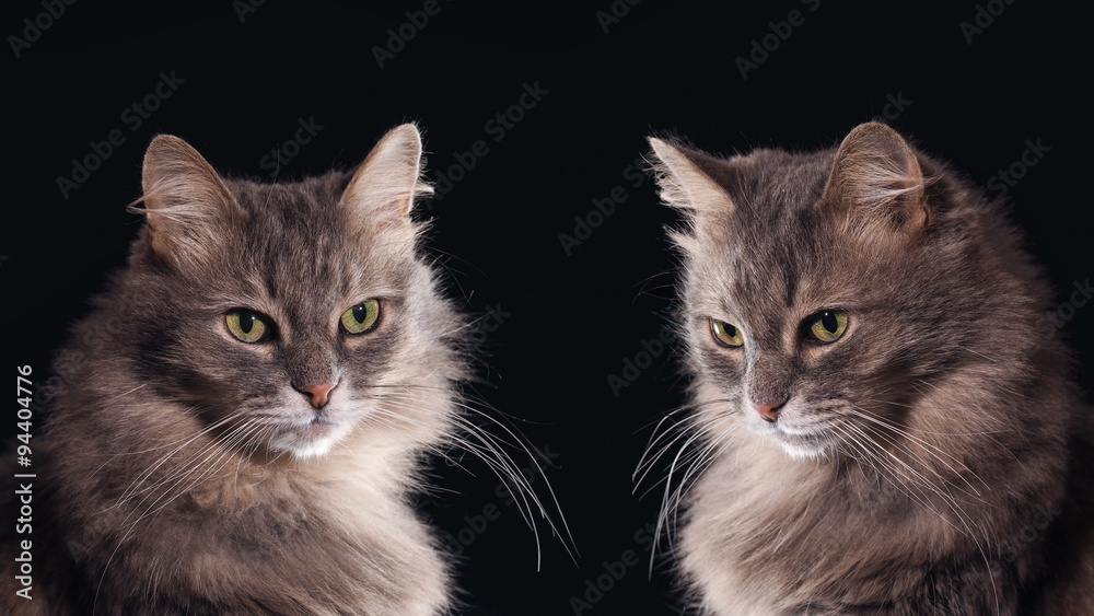 Два кота на черном фоне. Портреты. Зеленые глаза, очень красивые. Кот серый, пушистый