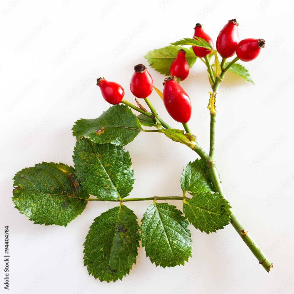 canina rosa with ripe red berries / rose hip / Pometum canina rosa with ripe red berries / rose hip / Pometum