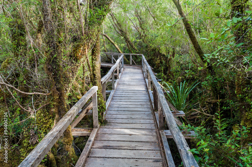 Boardwalk on a trekking trail in a forest in National Park Chiloe  Chile