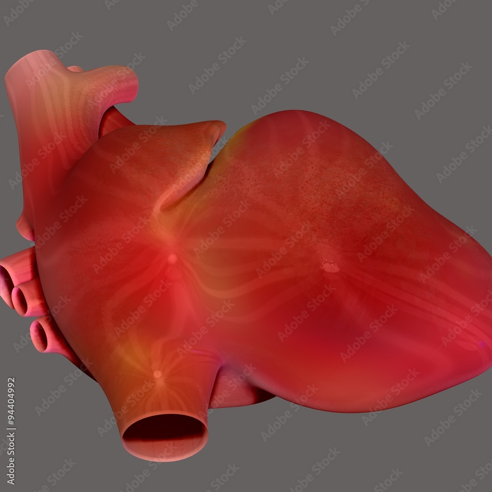 human body heart human body heart