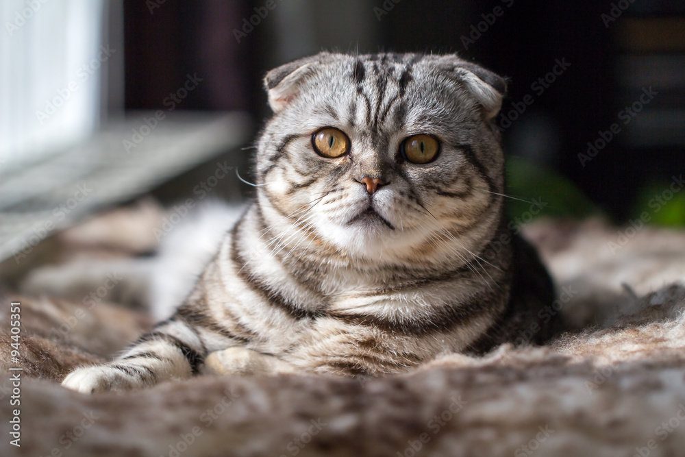 Naklejka premium British Shorthair kitten