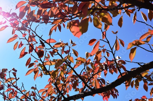 青空と紅葉／山形県鶴岡市の森林で、澄んだ青空をバックに紅葉を撮影した、秋イメージの写真です。