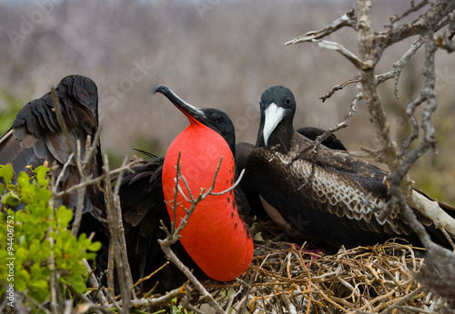 Frigate bird on a nest with goiter scarlet. Galapagos Islands. An excellent illustration. South America.