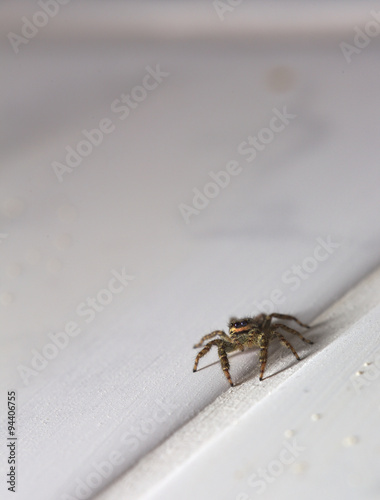 Macro shot of a jumping spider (Marpissa muscosa)