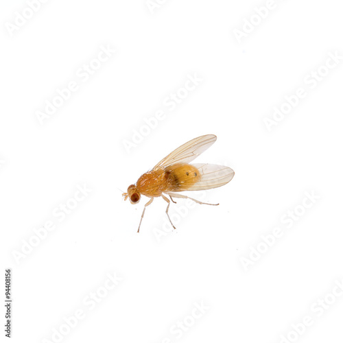 Beige fly on a white background