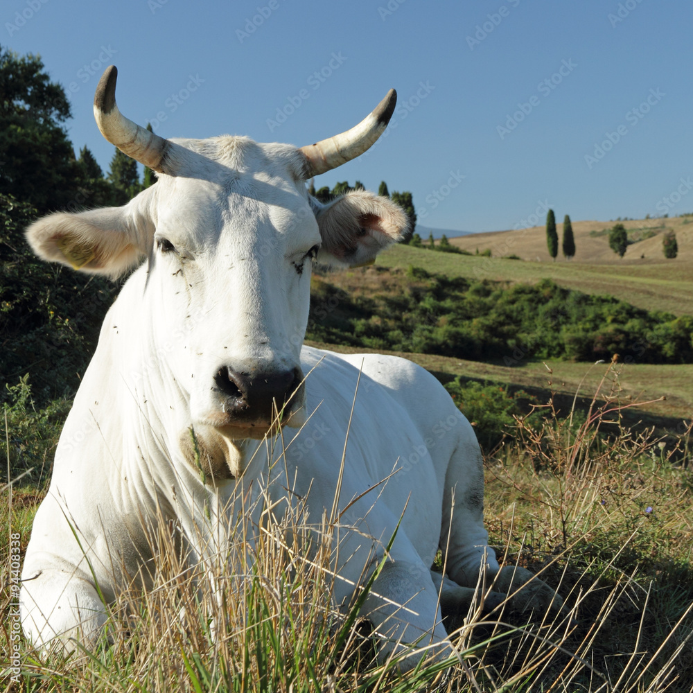 Foto Stock closeup of white tuscan cow on pasture Adobe Stock