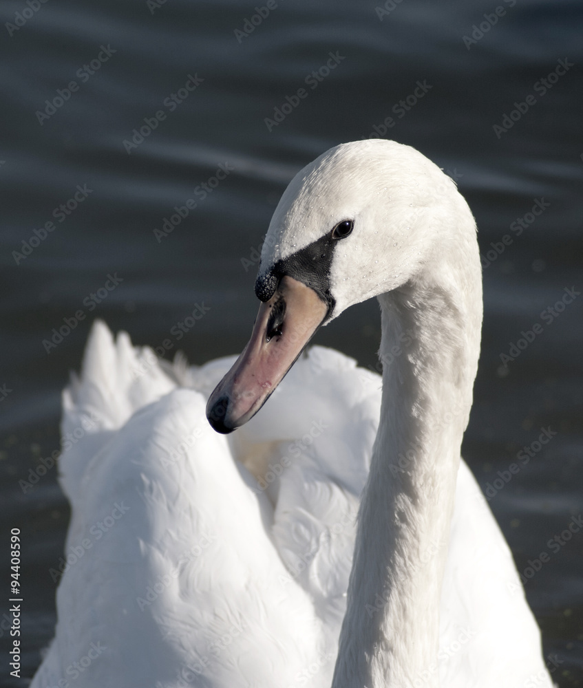 Obraz premium Swan floating on the water at sunrise of the day