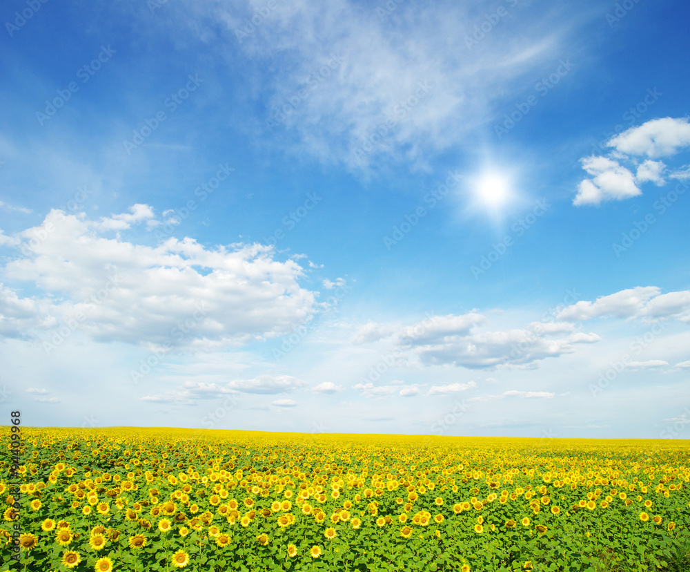 field of sunflowers field of sunflowers