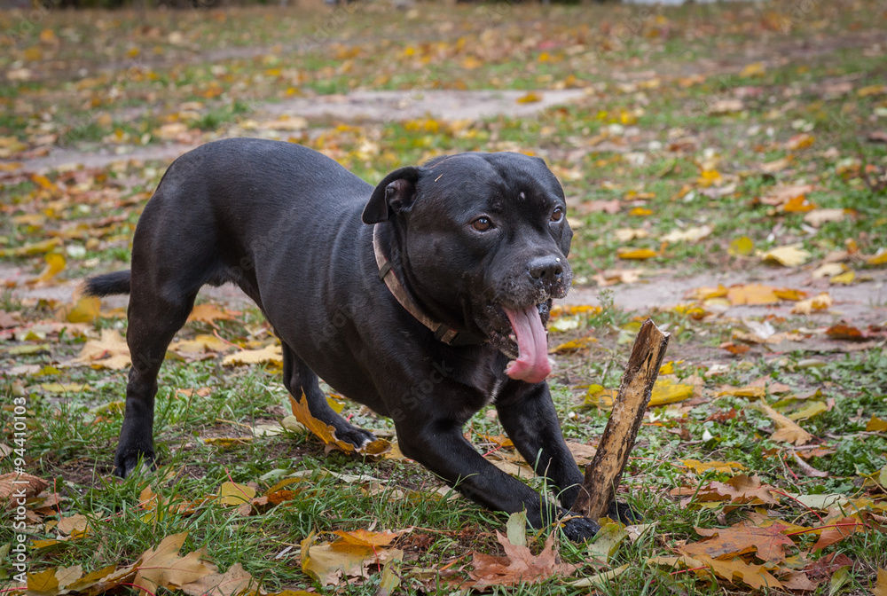 English Staffordshire Bull Terrier dog English Staffordshire Bull Terrier dog