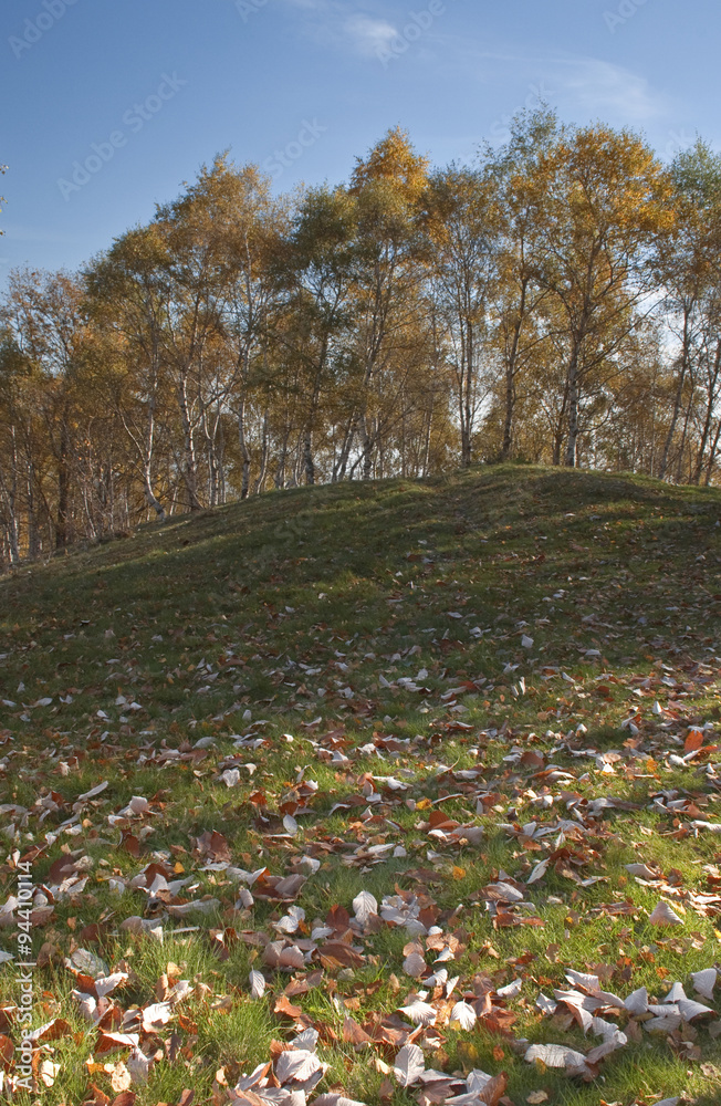 la collina di betulle in autunno con le foglie cadute