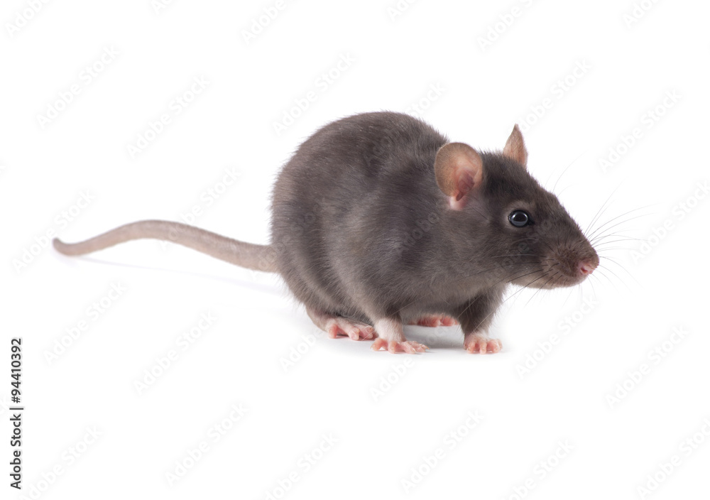 rat rat