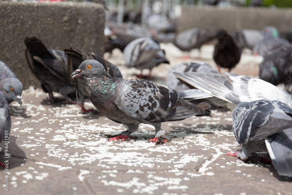 Fototapeta premium Birds find rice on the ground