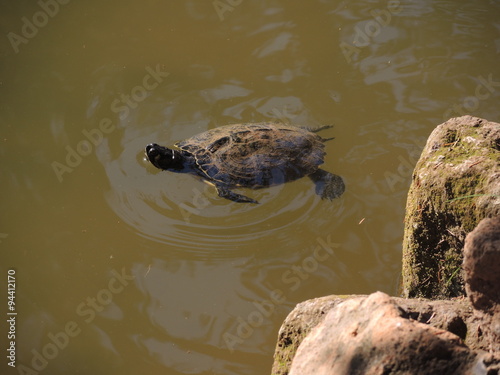 Schildkröte schwimmend