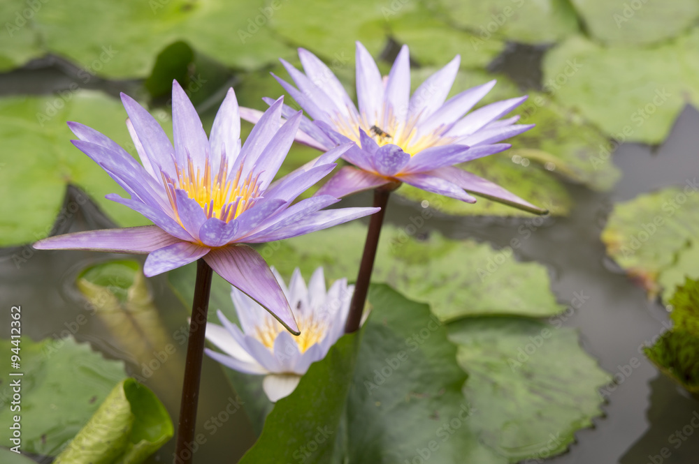lotus garden insect Buddhist religion water lily concept lotus garden insect Buddhist religion water lily concept