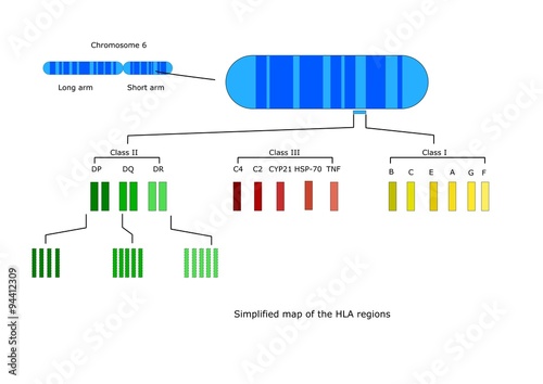 Mappa sintetica delle regioni HLA sul cromosoma 6 photo
