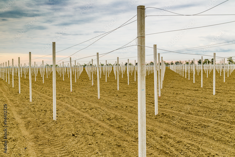 Obraz premium rows of precast poles to support fruit trees