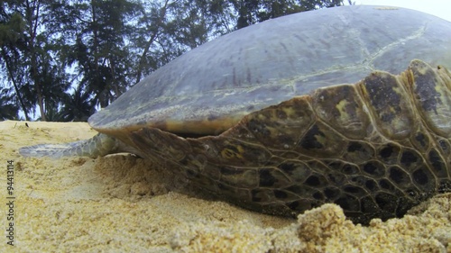 A female adult Green Sea Turtle crawling back to sea in Cherating, Malaysia. Turtles are known to come lay their eggs along the Malaysian beach. photo