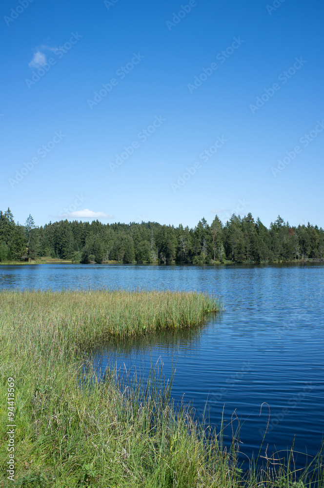 Beautiful pond surrounded by trees under a clear blue sky