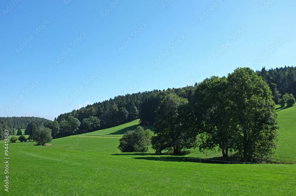 Beautiful trees in the field near the forest